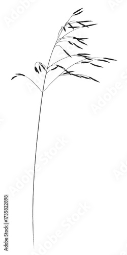 A plant of meadows and fields. A sketch of grass with a black outline and a simple design.