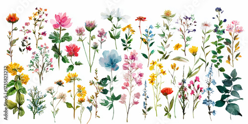 Elegant Watercolor Flower Set | Hand Painted Floral Clipart Collection