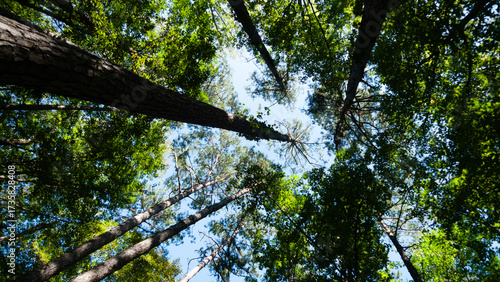 Looking up to the forest canopy