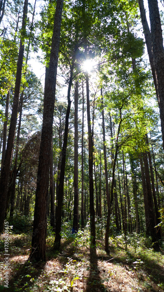 Naklejka premium Tall trees in the forest with sunshine vertical photograph