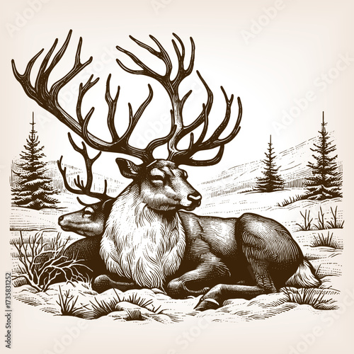 two reindeer with large antlers lying in the snow, symbolizing winter, wildlife, and Christmas tradition sketch engraving generative ai vector illustration. Scratch board imitation. Black and white.