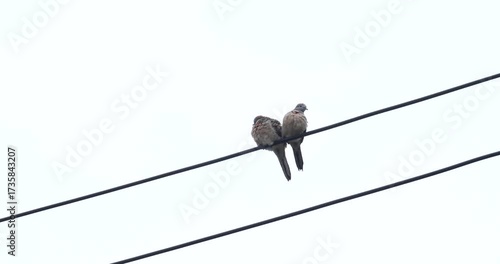 (Dove),(Geopelia striata) Dove couple on power lines, Valentine concept