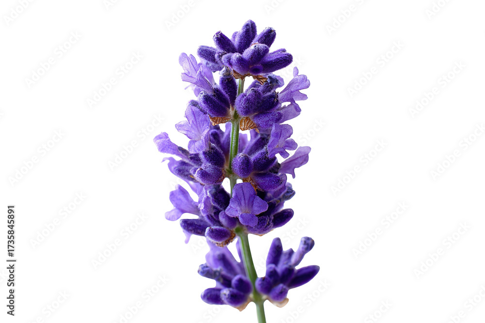 Obraz premium A close-up shot of a vibrant purple lavender sprig, showcasing its delicate blossoms and aromatic beauty, set against a solid transparent background. background removed