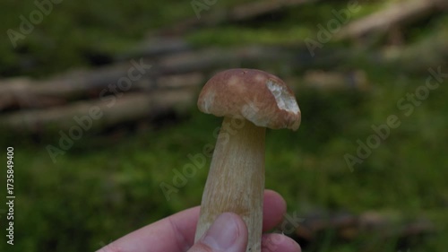 Wild Mushroom in Hand Rotating Close Up