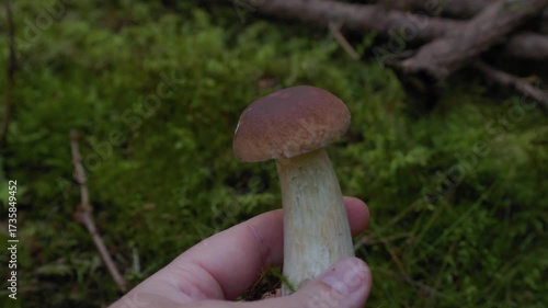 Close Up of White Mushroom Rotated by Hand in Forest