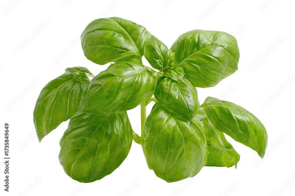 Fototapeta premium A vibrant bunch of fresh green basil leaves, perfect for adding aromatic flavor to various Mediterranean and Italian dishes. background removed