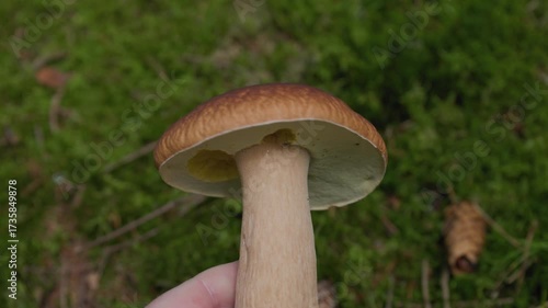 Hand Holding and Turning Wild Mushroom in Forest