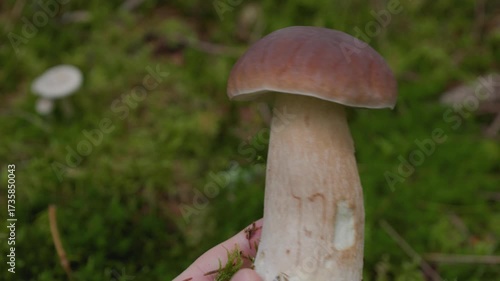 Hand Shows and Rotates Wild White Mushroom