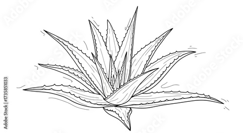 Detailed black and white illustration of a spiky aloe vera plant, showing its leaves.