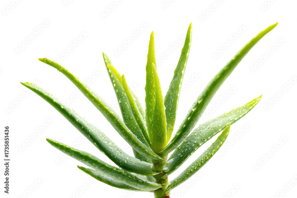 Fototapeta premium A vibrant, healthy aloe vera plant with fresh water droplets on its thick, succulent leaves, showcasing natural beauty against a solid transparent background. background removed