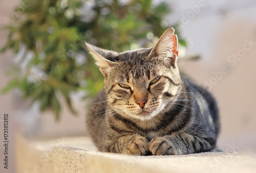 Close-up of a street-savvy striped tabby cat with a torn ear, resting outdoors on a stone ledge with a blurred natural background. 