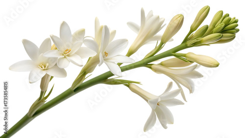 Tuberose flowers blooming on a stem, white and green.
