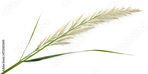 Pampas grass on a white background