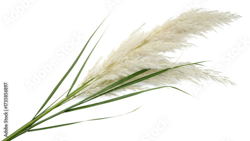 Pampas grass on a white background