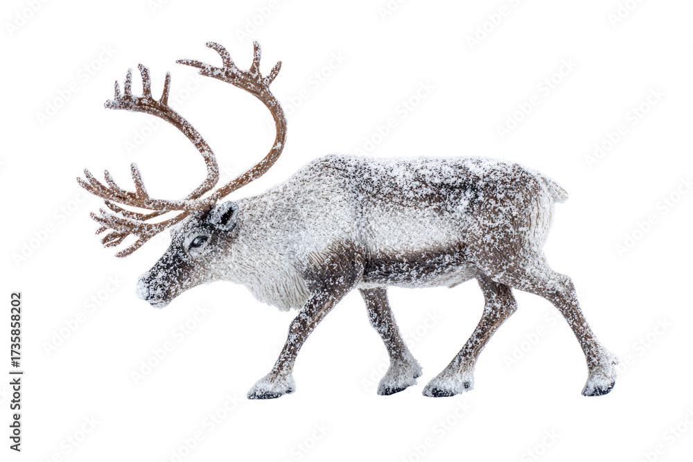 Fototapeta premium A majestic reindeer, covered in fresh snow, walks gracefully. Its impressive antlers are also dusted with white, showcasing a beautiful winter scene. background removed