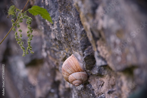 ausruhende Schnecke an einer Mauer