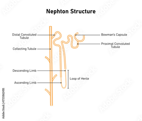 Nephron Structure Science Design. The Fundamental Filtering Unit of The Kidney. Vector Illustration.