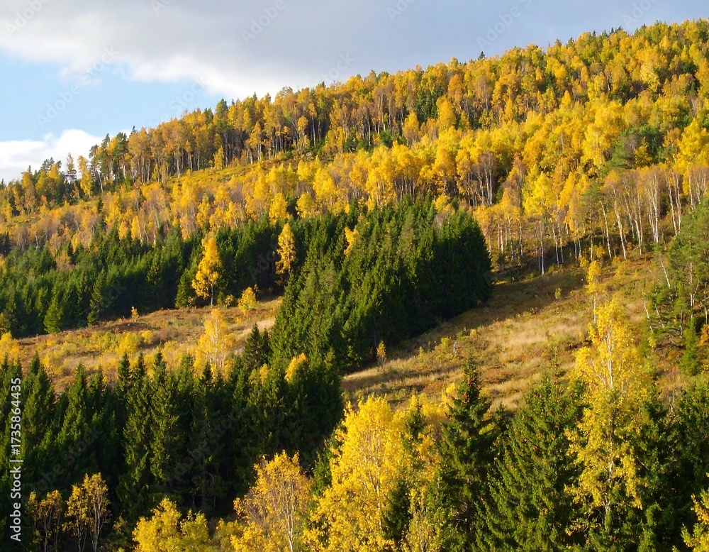 Naklejka premium Autumn forest hillside