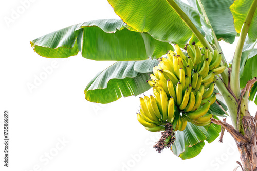 A vibrant bunch of ripening bananas hangs from a healthy banana tree with large green leaves against a transparent background. background removed
