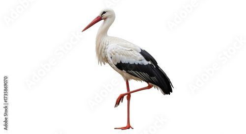 Isolated stork stands on one leg, showing off its long beak and black tipped wings