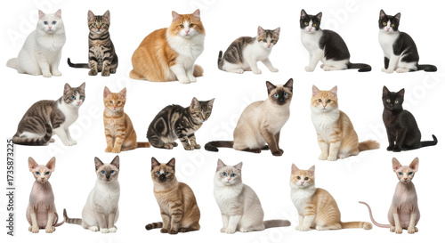 Obraz na plátně Isolated group of domestic cats, variety of coat patterns, cute pets in a row, a