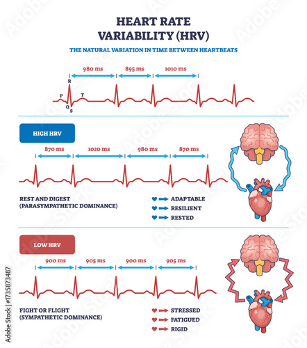 Heart rate variability (HRV) is shown with ECG lines, brain, and heart icons, illustrating high and low HRV states. Outline diagram