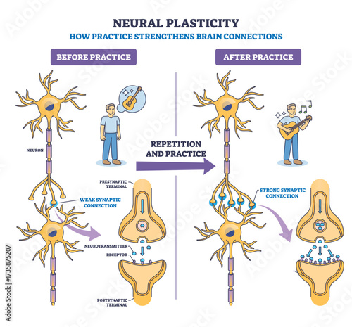 Neural plasticity shows how practice strengthens brain connections, key objects, neurons, synapses, person practicing. Outline diagram