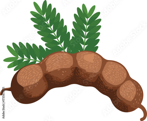 Tamarind pod vector, brown segmented fruit illustration, green compound leaves, tropical spice design, culinary ingredient, herbal remedy graphic