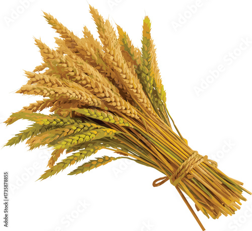 Wheat bundle vector, golden stalks illustration, harvest season graphic, agricultural produce, organic grain design, farming crop art, rustic food element
