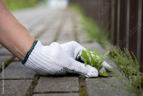 Photos Hand is carefully removing weeds from paving slabs in a garden setting, surround