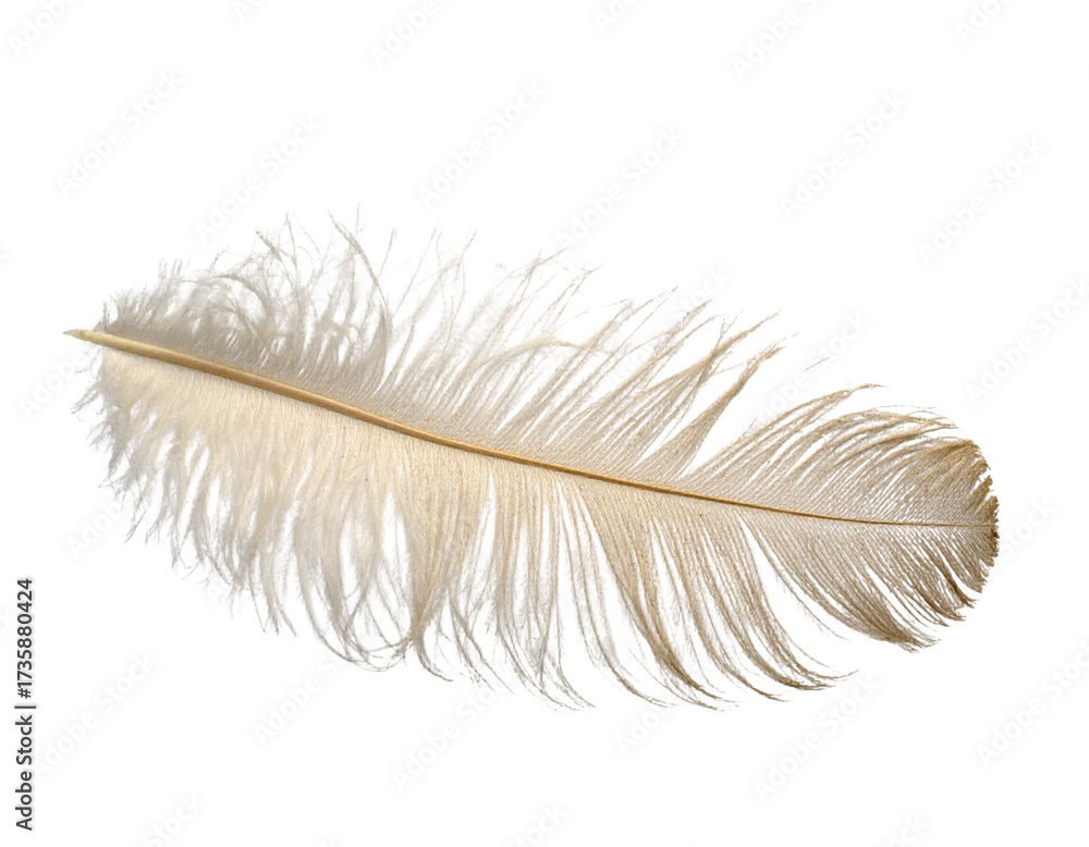 Fototapeta premium Elegant Off-White Ostrich Feather with Golden Dust, Luxury PNG