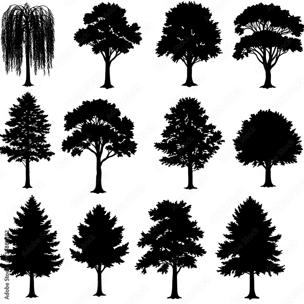 Fototapeta premium Silhouettes of the Woods