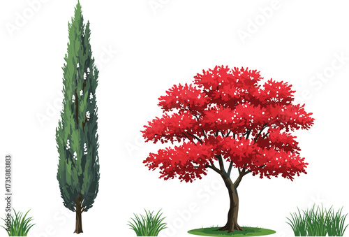 Autumn maple tree, red foliage, green cypress, seasonal nature, grass clumps, isolated vegetation, white background, botanical elements, landscape design, tree silhouette