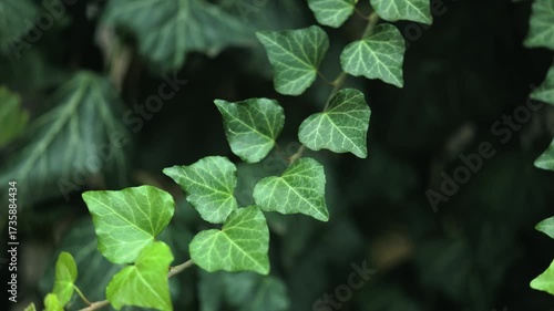 Hedera helix hibernica plant with fresh shiny green leaves growing in nature on sunny day.