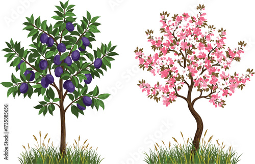 Fruit tree, blossom tree, purple plums, pink flowers, seasonal foliage, nature contrast, green leaves, brown trunk, grassy patch, botanical illustration