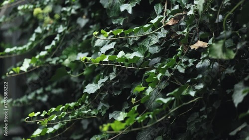 Hedera helix hibernica plant with fresh shiny green leaves growing in nature on sunny day.