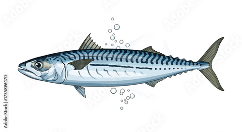 This is a detailed illustration of a mackerel fish swimming in water.
