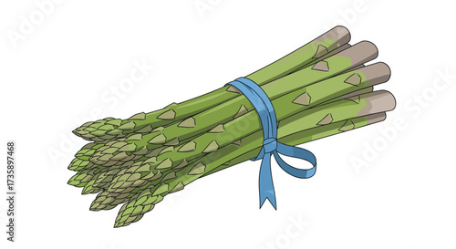 A fresh bundle of green asparagus tied with a blue ribbon.