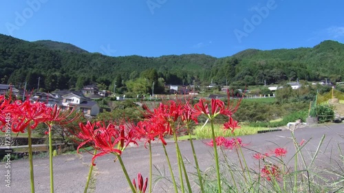 flowers in the mountains