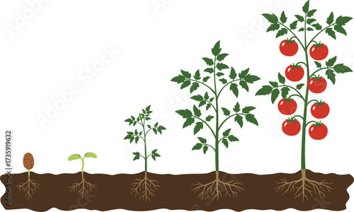 Tomato plant growth stages from seed to fruit, educational vector for biology, gardening, farming, agriculture, and plant development learning