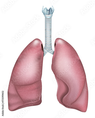 lungs, lung, trachea, bronchi, respiratory, respiration, Human Lungs and Trachea Medical Illustration. Anatomical Diagram of Respiratory System with Lungs and Trachea. 