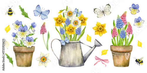 Garden flower set. Bouquets of bright flowers in pots and watering cans, butterflies, bumblebees, muscari, pansies and daffodils. Watercolor illustration for printing, stickers.