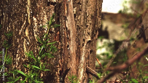 Eurasian blue tit, bird video closeup 