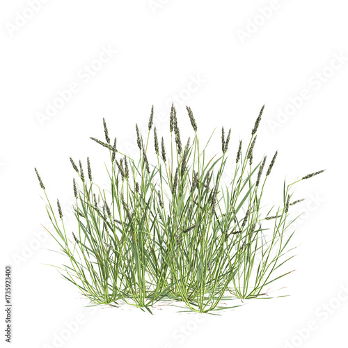3d illustration of bush Polypogon fugax isolated on transparent background