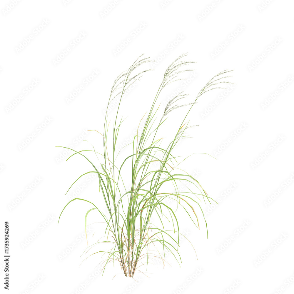 Obraz premium 3d illustration of bush Miscanthus sinensis isolated on transparent background