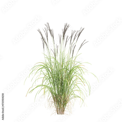 Tableau sur toile 3d illustration of bush Miscanthus sinensis isolated on transparent background