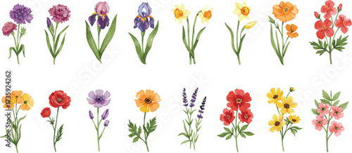 Colorful flower illustration collection, diverse floral species with stems and leaves, botanical vector art, seasonal nature design for decorative themes
