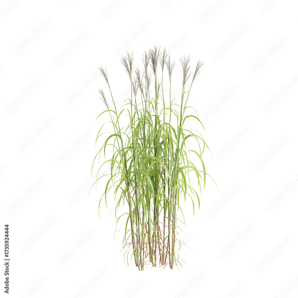 Naklejka premium 3d illustration of bush Miscanthus sacchariflorus isolated on transparent background