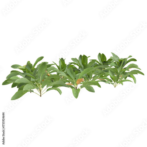3d Illustration of Stachys Byzantina Foliage Plant isolated transparent background
