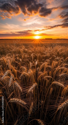 Golden Wheat Field Bathed in Warm Sunset Light.